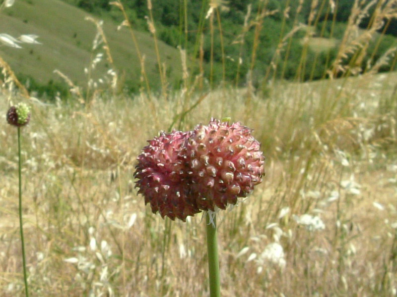 Allium spp. pl.